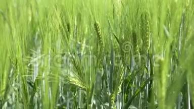 为绿色产业的美丽春天麦田和绿色小麦特写。 草在风中摇曳